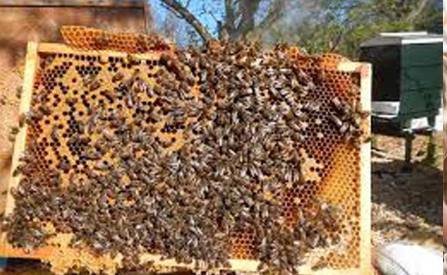 à¤®à¤§à¥à¤®à¤•à¥à¤–à¥€ à¤ªà¤¾à¤²à¤¨ à¤•à¥à¤¯à¤¾ à¤¹à¥ˆ What is Beekeeping :