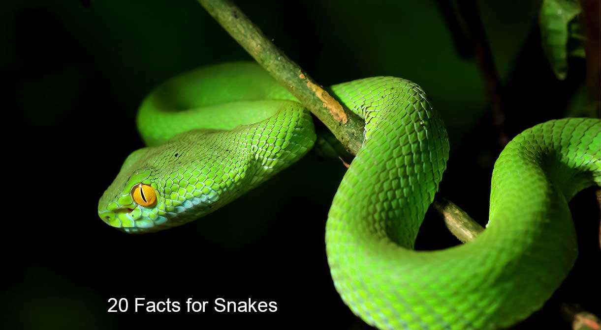 20 Amazing Facts of Snakes