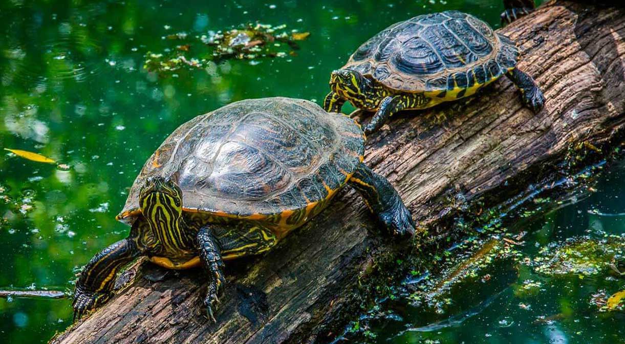15 Amazing Facts of Turtles 